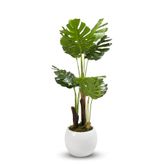 Monstera Ağacı 170cm Beyaz Küre Saksı