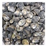 Moonshell Umbinium Kiloluk Deniz Kabuğu (1 KG)