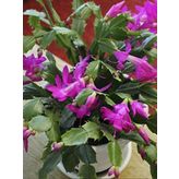 Mor Yılbaşı Çiçeği Fidanı 5Cm-20Cm