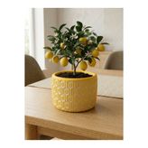 mora store Modern Bohem Sarı Beton Saksı 14x10 cm | Dekoratif Çiçeklik | Ev Ofis Şık Masa Saksısı