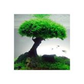 Moss Akvaryum Java Moss (30 Cc Cup) Özel Tür Kolay Canlı Akvaryum Bitkisi