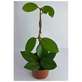 Mum Çiçeği Hoya Carnosa 1 Adet 10-20 Cm