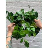 Mum Çiçeği Hoya Carnosa 8.5 Saksıda
