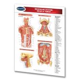 Muscular System: Head & Torso