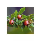 Muşmula Döngel Fidanı 30-60 Cm