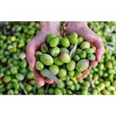 Mutili MUTİLİ Yeni Sezon Kırma Yeşil Zeytin - 2 kg