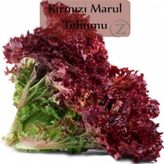 Mutlupaket Red Kıvırcık Marul 90 Tohum