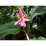 Muz Tohumu (Musa Ornata)