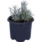 Mythriva Lavanta Saksıda (Lavandula Officinalis) - Canlı Çiçek - 1.5 Litre
