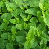 Nane Tohumu 1 Paket (0,02Gr)
