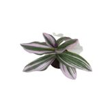 Nanouk Telgraf Çiçeği 10-20 Cm Tradescantia Nanouk