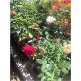 Nar Çiçeği Aşılı Gül Fidanı 10-20 Cm
