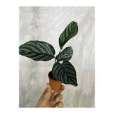 nazlı çiçekçilik Calathea Ornata Dua Çiçeği 5,lik Saksıda