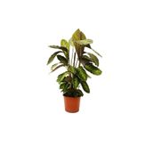 Nemabahçe Dua Çiçeği Fidanı Calathea Louisae 10-20 cm