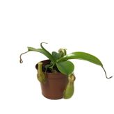 Nepenthes Alata (Su İbriği Bitkisi)