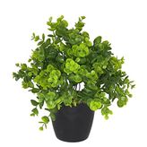 nettenevime Yapay Çiçek Şimşir Eucalyptus Yapay Bitki Siyah Plastik Saksılı Dekoratif Süs Çiçeği