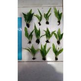 NetX Bitki L119 Microsorum pteropus Akvaryum Bitki