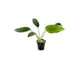 netx Canlı Bitki L020 Anubias barteri short and sharp