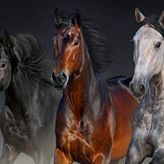 Nova Puzzle Üç Asil Yürek 1000 Parça Puzzle