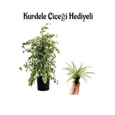 Nura Botanik Alacalı Benjamin Bitkisi, Kurdele Çiçeği Hediyeli, Salon Bitkisi