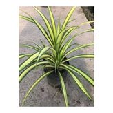 Nura Botanik Alacalı Renk Kurdele Çiçeği Saksılı 20-40cm