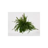 Nura Botanik Aşk Merdiveni Askılı Nephrolepis 30-40 cm