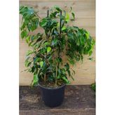 Nura Botanik Benjamin Bitkisi Salon Bitkisi 60 cm
