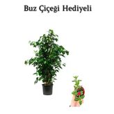 Nura Botanik Benjamin Bitkisi, Yeşil, Buz Çiçeği Hediyeli