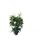 Nura Botanik Beyaz Mandevilla Çiçeği Saksılı, Kurdele Çiçeği Hediyeli, 30-50cm, Peyzaj Seti