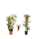 Nura Botanik Beyaz Pembe Begonvil, Kurdele Çiçeği Hediyeli, 50-80 cm