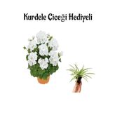 Nura Botanik Beyaz Sardunya Çiçeği, Sevgililer Gününe Özel, Kurdele Hediyeli