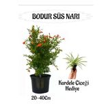 Nura Botanik Bodur Süs Narı Fidanı Saksılı, 20-40 cm, Kurdele Çiçeği Hediyeli Bahçe Peyzaj Seti