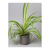 Nura Botanik Chlorophytum Comosum Sarı Alacalı Kurdele Çiçeği, 30-40cm