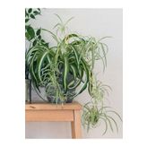 Nura Botanik Çok Avantajlı Kurdele Çiçeği Büyük Bol Köklü Iç Mekan Bitkisi (chlorophytum Comosum) 30-50cm