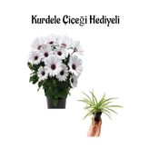 Nura Botanik Hediyelik Beyaz Bodrum Papatyası, Kurdele Çiçeği
