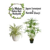 Nura Botanik Japon Şemsiyesi 40-60cm Saksılı, Kurdele Çiçeği Saksılı Salon Seti
