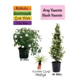 Nura Botanik Kokulu Arap Yasemini, Klasik Yasemini, Kurdele Çiçeği 3'lü Bahçe Seti, 40-80 cm