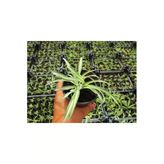 Nura Botanik Kurdela Çiçeği, 15-25 cm, 20 Adet, Çok Renkli, Ofis/Ev Dış Mekan Sarmaşık Bitkisi