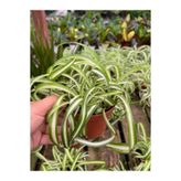 Nura Botanik Kurdele Çiçeği, 20-30 cm Saksılı, Chlorophytum Comosum, Yeşil-Beyaz