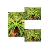 Nura Botanik Kurdele Çiçeği, 3 Adet Saksılı, 15-25 cm, Chlorophytum