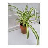 Nura Botanik Kurdele Çiçeği Chlorophytum Comosum, 20-40cm, 14cm Saksıda