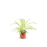 Nura Botanik Kurdele Çiçeği Chlorophytum Comosum, Turuncu Saksı