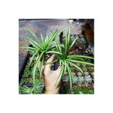 Nura Botanik Mini Kurdele Çiçeği, 15-25 cm, 2 Adet, Saksılı, Dış Mekan Sarmaşık Bitkileri, Gloxinia