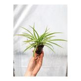 Nura Botanik Mini Kurdele Çiçeği Bitkisi, 5-15 cm, Saksılı, Chlorophytum