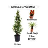 Nura Botanik Mis Kokulu Arap Yasemini, 50-70 cm, Kurdele Çiçeği Hediyeli
