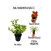Nura Botanik Mis Kokulu Ful Yasemin, Yaprak Güzeli-Kurdele Çiçeği Hediyeli, Çok Renkli, 40-60 cm