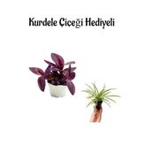 Nura Botanik Mor Telgraf, Kara Sevda Çiçeği, Kurdele Çiçeği Hediyeli