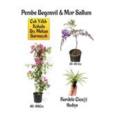 Nura Botanik Pembe Begonvil Çiçeği, Mor Salkım Ağacı Fidanı, Kurdele Çiçeği Hediyeli Bahçe Peyzaj Seti