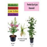 Nura Botanik Pembe Oya Ağacı, Hanımeli Çiçeği, Kurdele Çiçeği Hediyeli, 3'lü Set