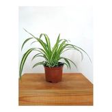 Nura Botanik Sarı Alacalı Kurdele Çiçeği Chlorophytum Comosum, 20-40cm